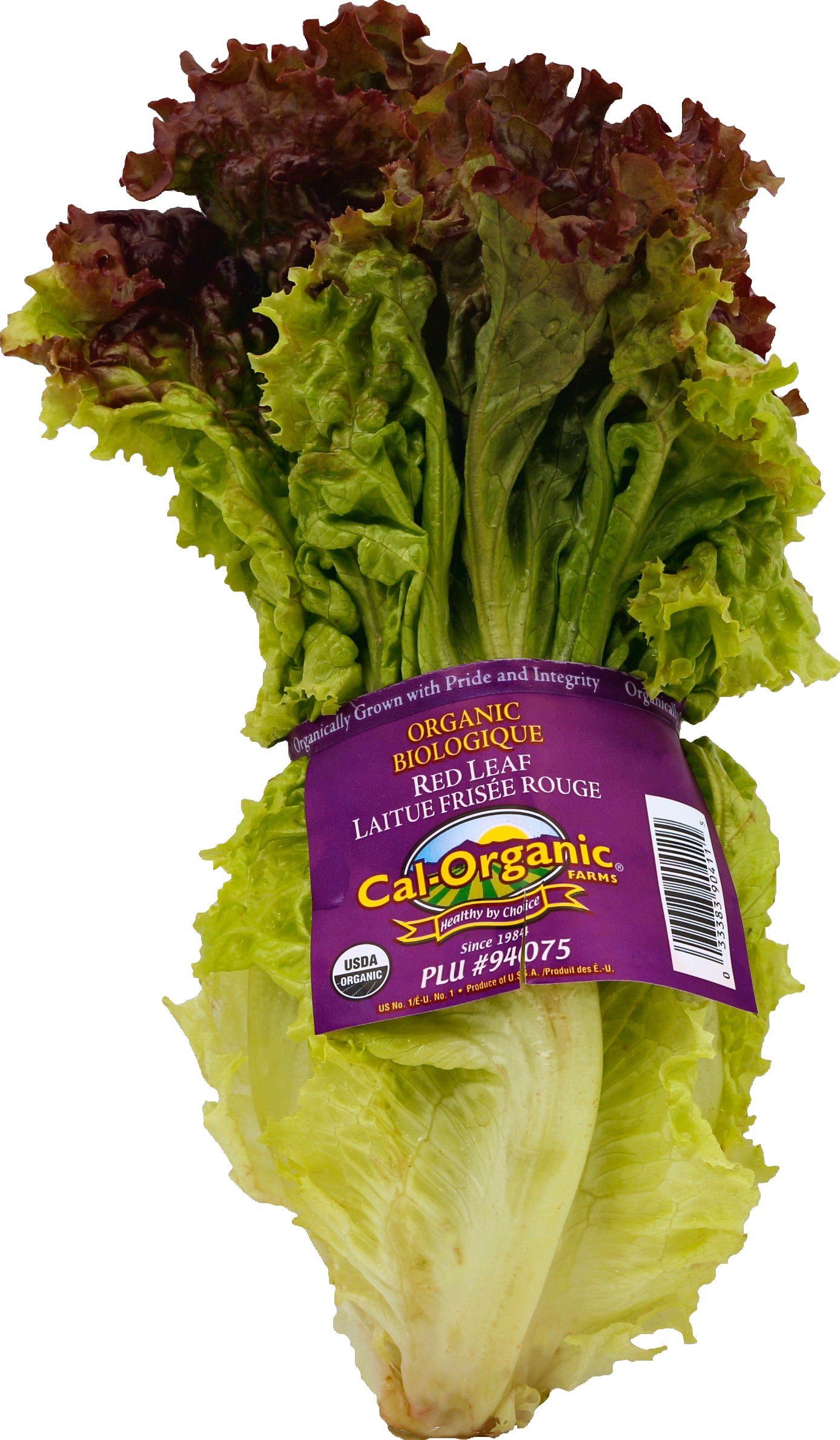 Green Lettuce