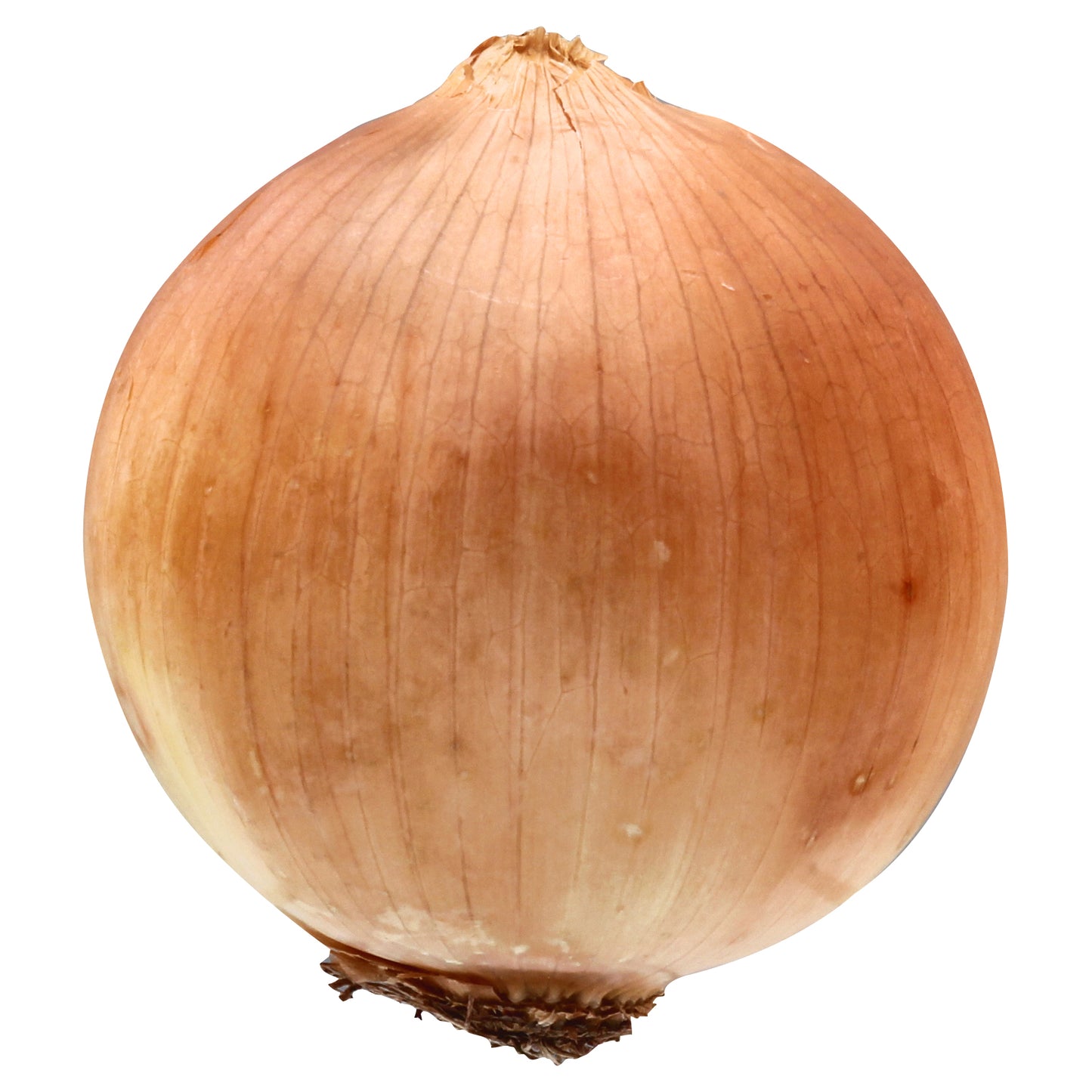 Yellow Onion - Medium