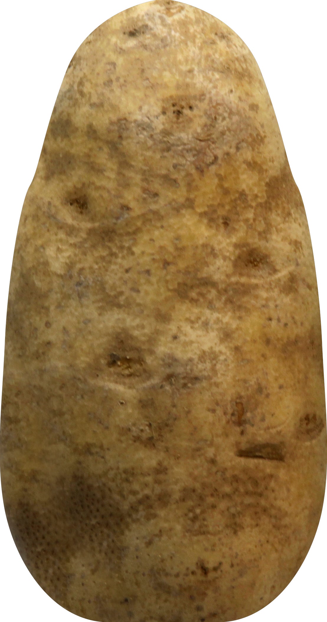 Russet Potato - Jumbo