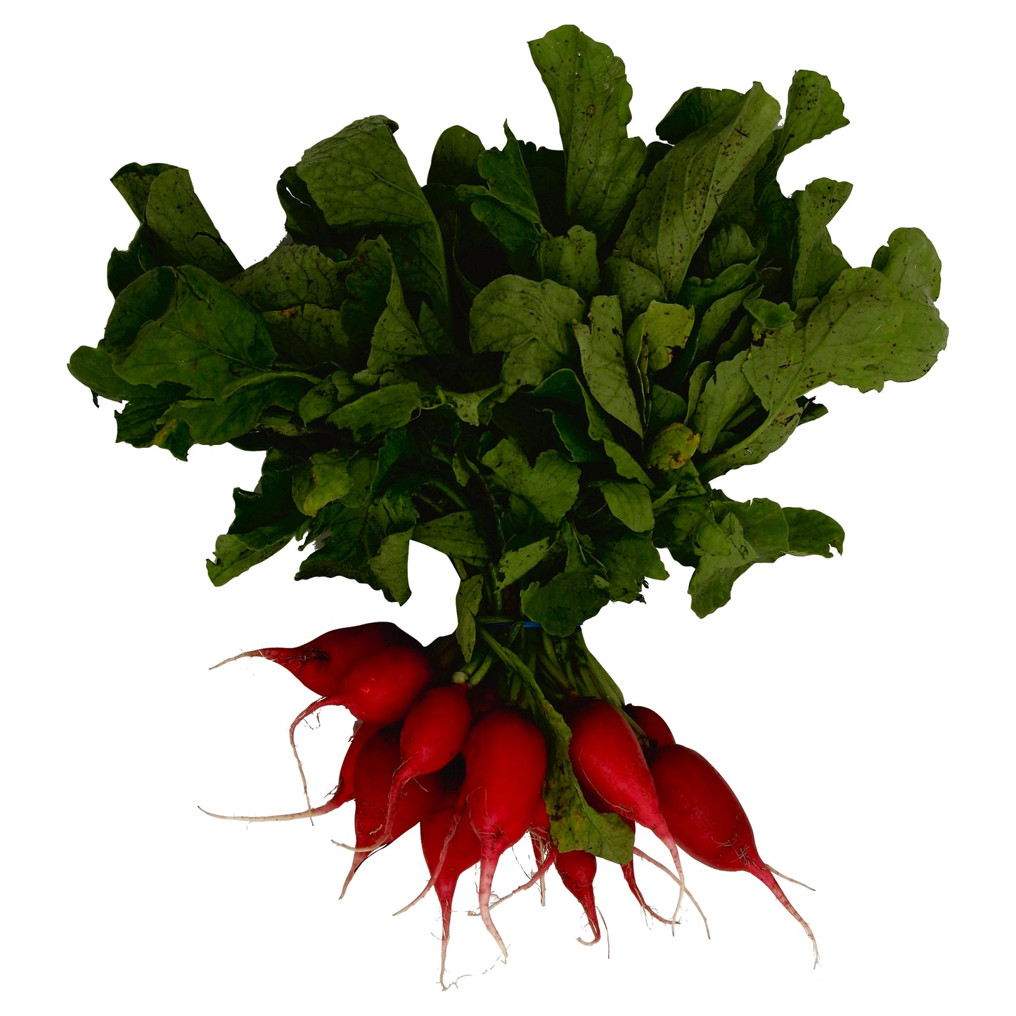 Red Radish