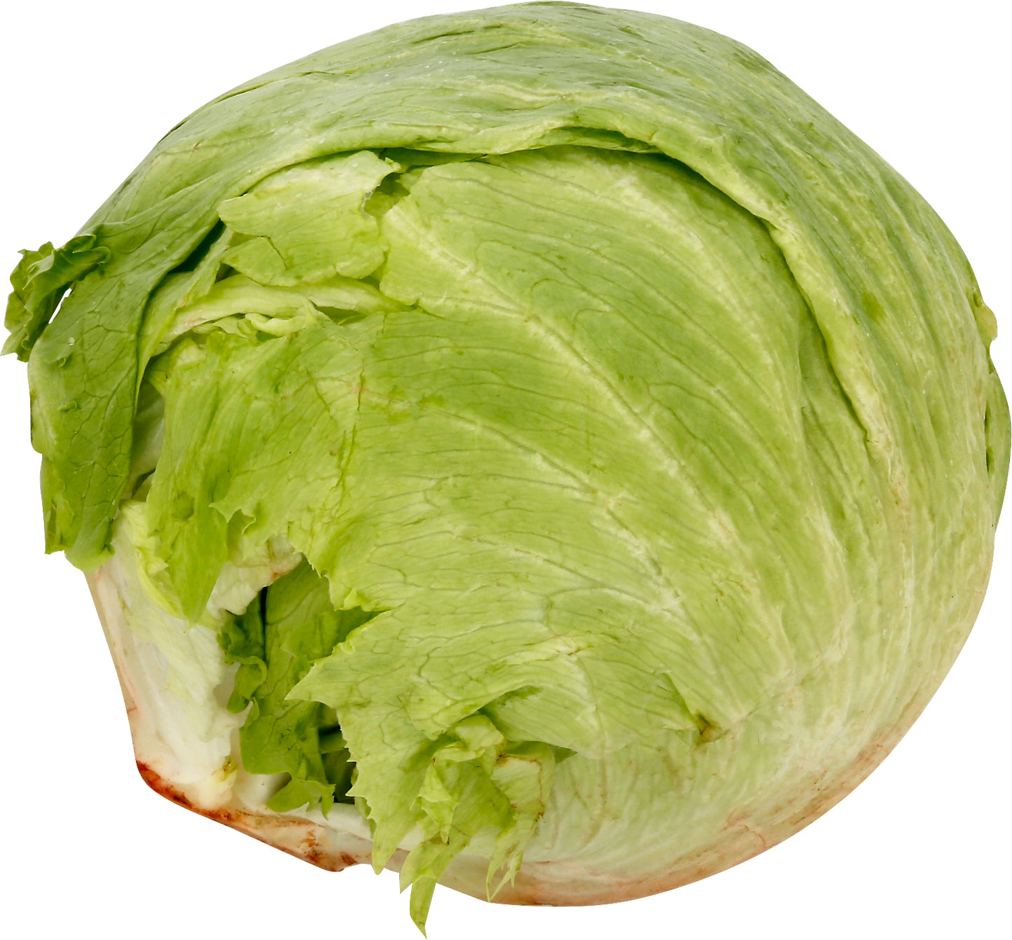 Iceberg Lettuce